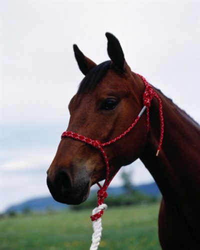 Double Diamond Halter 100 Naruriimu