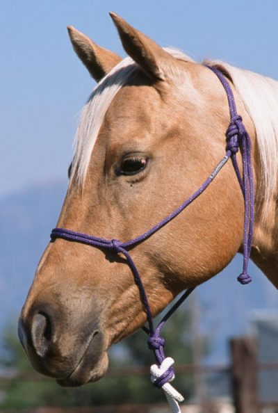 Double Diamond Halter Brannaman Collection Reata Naruriimu