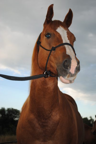 Double Diamond Mike Major Ring Halter Naruriimu