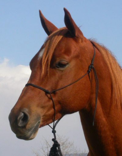 Double Diamond Trail Halter 4 mm Naruriimu