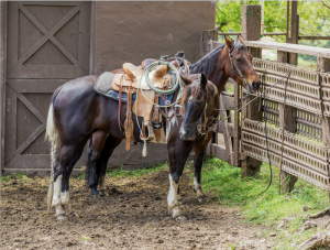 Professional's Choice Cowboy Felt Air Ride Roper Pad