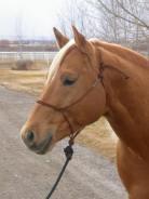 Double Diamond Halter Brannaman Naruriimu