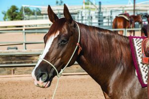 Koulutusriimu PC Training Halter