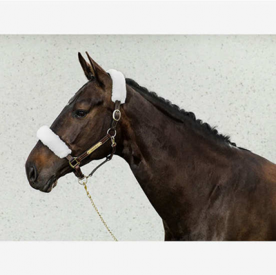 Riimupehmuste Back on Track