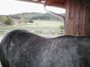 Satulamitta Saddle Measuring Grid
