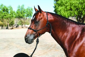 Professional's Choice Clinician Halter naruriimusetti