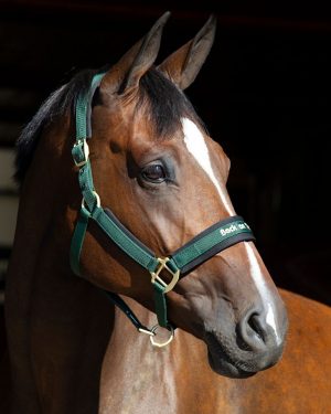 Riimu Back on Track Werano