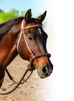 Professional's Choice Loping Hackamore