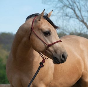 Naruriimu Weaver Silvertip Transition Rope Halter w/Sliding Ring