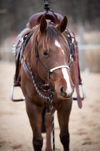 Naruriimu All That Riding Halter with Reins