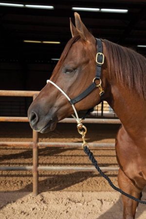 Koulutusriimu PC Rope Nose Nylon Halter
