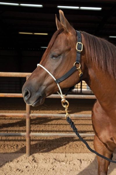 Koulutusriimu PC Rope Nose Nylon Halter
