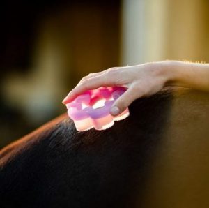 Epona Shed Flower harjakukka