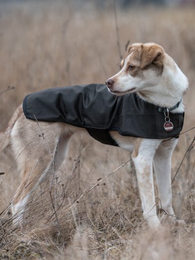 Scippis DriTec Dog Coat koiran takki