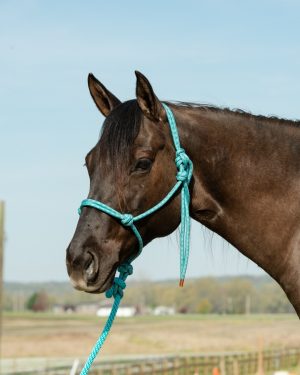 Naruriimusetti Weaver Diamond Braid Rope Halter & Lead