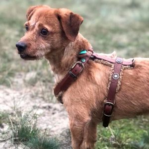 DWAM koiran valjaat Teddy Dog Harness
