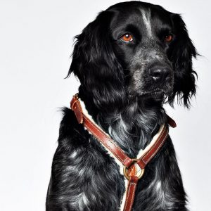 DWAM koiran valjaat Paddy Lee Dog Harness