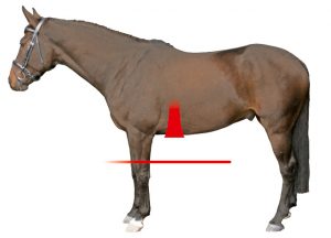 Mattes Western Girth Anatomic satulavyö