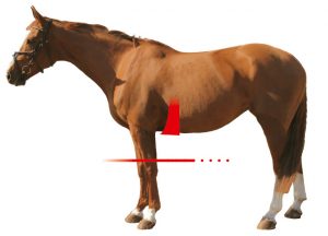Mattes Western Girth Asymmetric satulavyö