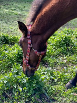 Riimu Mutt Dog & Co Horse Halter