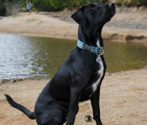 Mutt Dog & Co koiran kaulapanta Indigo