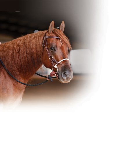 Professional's Choice Ranch Combination Bridle
